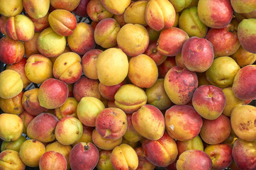 many orange apricot berries new crop texture