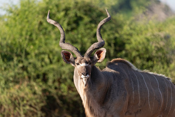 a beautiful male kudu standing in the sun, chobe national park in botswana africa