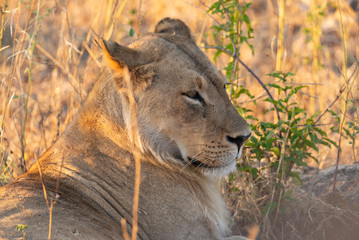 portrait of a african lion sitting in the gras in chobe national park, beautiful sunlight