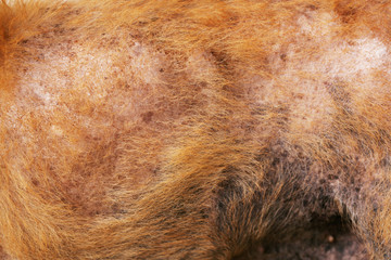 the disease on dirty stray dog get sick skin dermatitis contracted leprosy with hair loss problems and skin scab fungal pathogens of dermatology Dirty, ticks, fleas. Pet health problems concept.