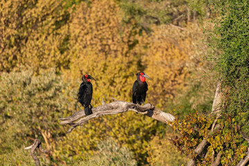 a group of two southern ground hornbills sitting on a tree in chobe botswana