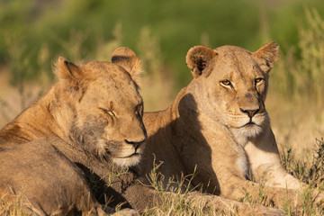 portrait of a african lion sitting in the gras in chobe national park, beautiful sunlight