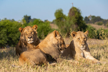 Fototapeta na wymiar portrait of a african lion sitting in the gras in chobe national park, beautiful sunlight