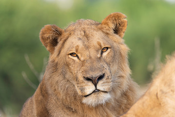 portrait of a african lion sitting in the gras in chobe national park, beautiful sunlight
