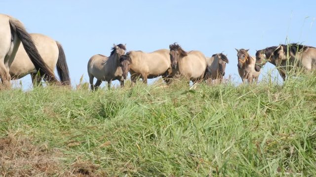 Herd of Koniks, Polish primitive horses, used for grazing in Beka Nature Reserve as part of active conservation. Slider shot.