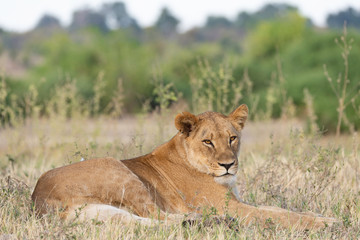 portrait of a african lion sitting in the gras in chobe national park, beautiful sunlight