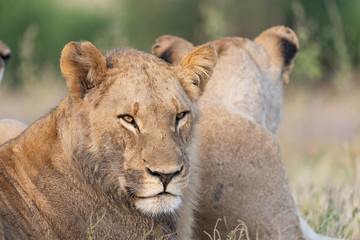 portrait of a african lion sitting in the gras in chobe national park, beautiful sunlight