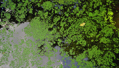 Green dackweed on the dark water.