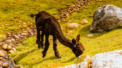 Lama, alpaka © Dreamnordno