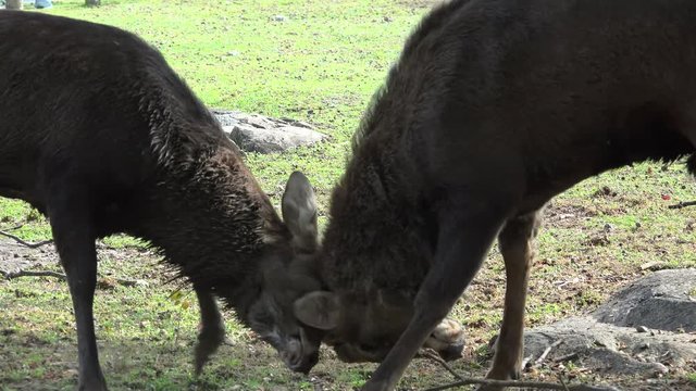 Battle of the wild Japanese deers (Cervus nippon) in the Nara park. Japan.