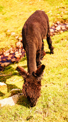 Lama, alpaka © Dreamnordno
