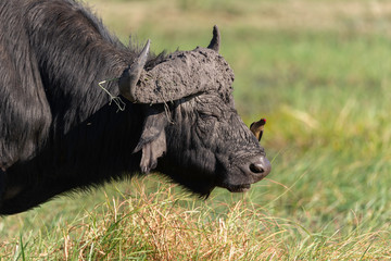 portrait of a african buffalo with a bird on his nose grazing in chobe national park 