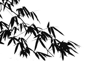 Branch of bamboo leaves isolated on white background