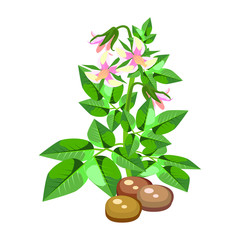 Bush potato. Plants for the farm and garden. Vector illustration.