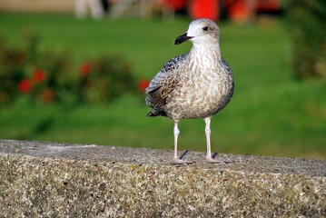 Möve auf der Mauer
