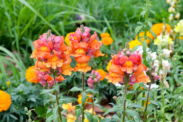 Orange and pink snapdragon flowers in a park