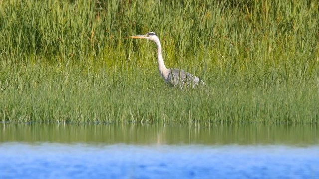 Grey heron, Ardea cinerea, hunting and catching a fish in a salt marsh