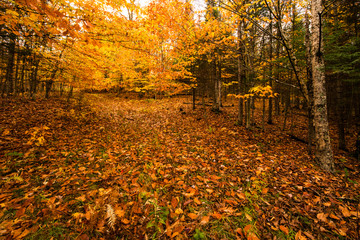 Autumn landscape has mount-tremblant