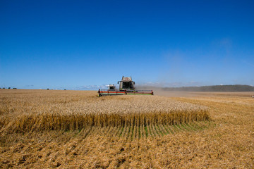 Harvesting wheat in a field. Grain-filled golden ear