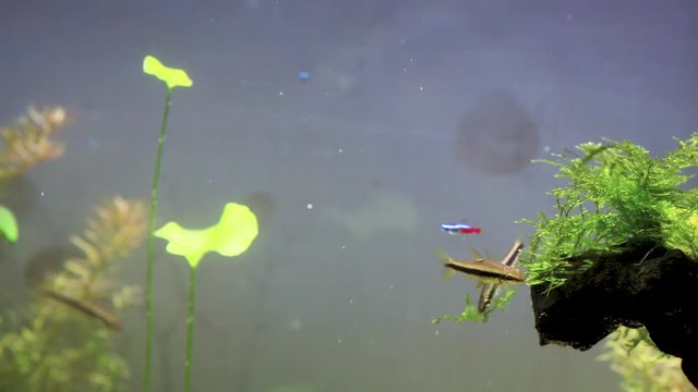 SAE Siamese algae eater. striped fish eat algae in an aquarium