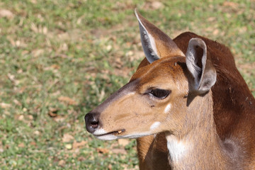 Buschbock / Bushbuck / Tregelaphus scriptus