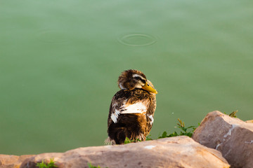 canard