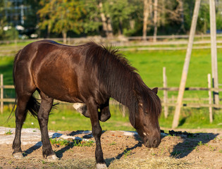 Koń, konie na pastwisku © Dreamnordno