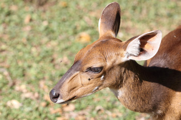 Buschbock / Bushbuck / Tregelaphus scriptus