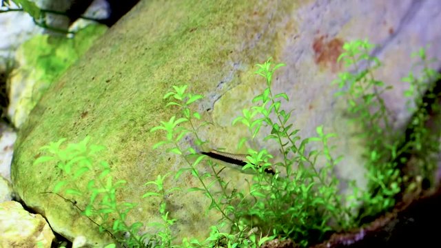 SAE Siamese algae eater. striped fish eat algae in an aquarium on the background of a large stone