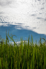 Close up beautiful white flower with green leaves.