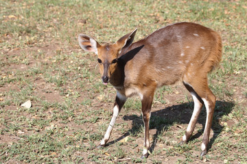 Buschbock / Bushbuck / Tregelaphus scriptus