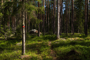 Obraz premium Orange markings on a tree inside a forest marking the path of the Gästrikeleden hike in the middle of Sweden. Taken during daytime in summer with blue sky visible between the trees. 