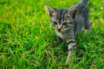 Cute little kittens are playing on the grass in front of the house.