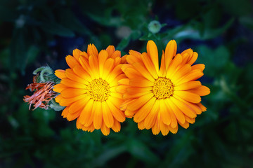 Obraz premium Close view of Calendula Officinalis blossoms