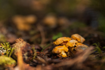 Close up of the first small Chanterelle mushrooms growing in soil inside a Swedish forest during early summer. 