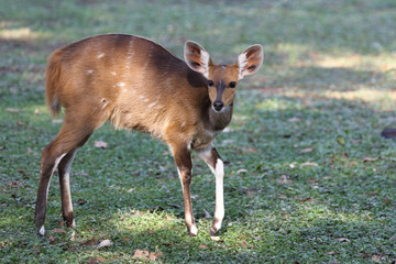 Buschbock / Bushbuck / Tregelaphus scriptus