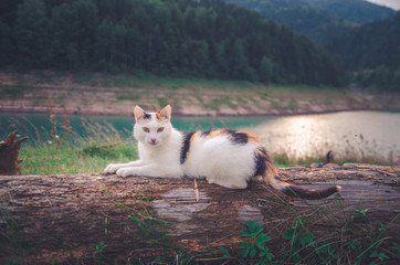 Cute white cat with brown spots laying on a fallen tree posing for the camera