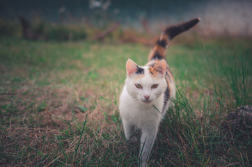 Cute white cat with brown spots walking outside looking at the camera