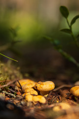 Close up of the first small Chanterelle mushrooms growing in soil inside a Swedish forest during early summer. 