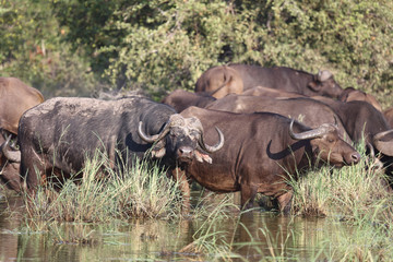 Fototapeta premium Kaffernbüffel / Buffalo / Syncerus caffer