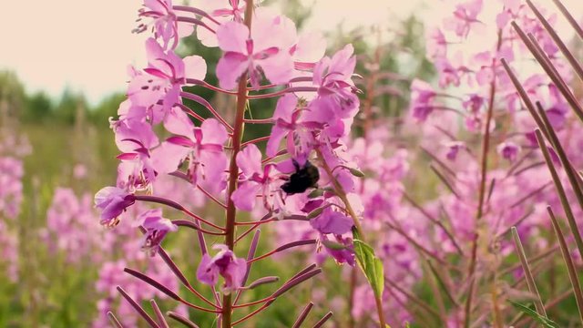 bumblebee collecting pollen in a large pink flower. fireweed