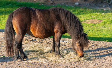 Koń, konie na pastwisku © Dreamnordno