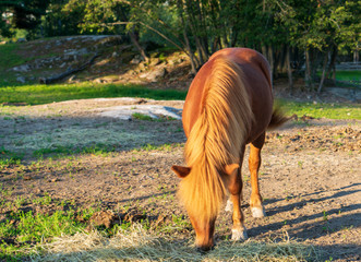 Koń, konie na pastwisku © Dreamnordno