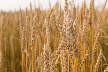 Golden wheat ears in the field at sunset. Sun glare