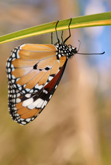 A Plain Tiger Butterfly(Danaus chrisippus) - or African queen - hanging upside-down from beneath a thick blade of green grass; taken in macro - a side profile - with a light-brown and blue background.