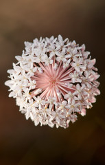 A macro top-view of a floral cluster - many delicate pinkish white flowers forming one circular bloom; all the pink pedicels meeting in the centre...with a pleasing brown background.