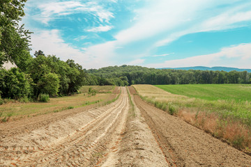 Naklejka premium Dirt road in green fields to forest by blue sky