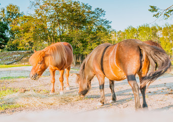 Koń, konie na pastwisku © Dreamnordno