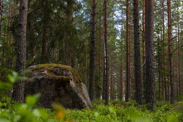 A big stone inside a Swedish forest in Gästrikland. Very calm nature and perfect place for a hike. 