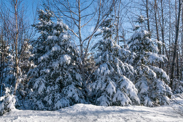 Fototapeta premium winter landscape of streams and forests